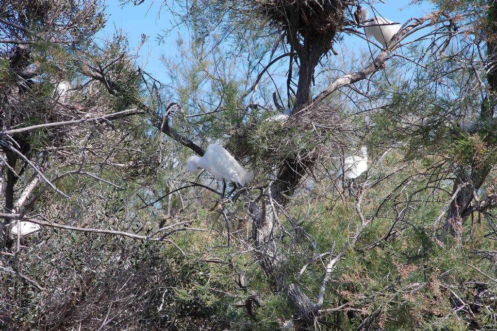 Uccelli della Camargue - 7 - garzaie